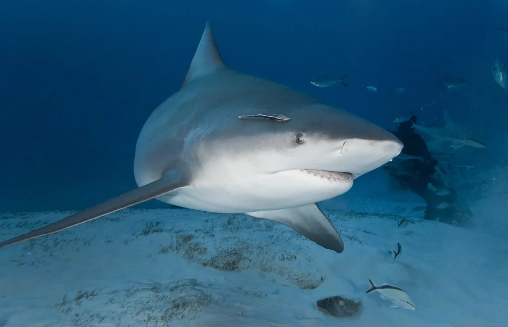 Zambezi Shark