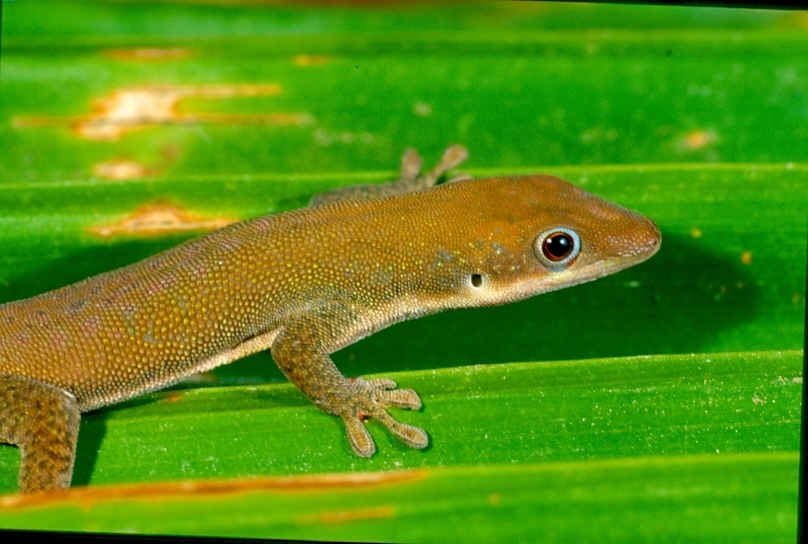 Zanzibar Day Gecko