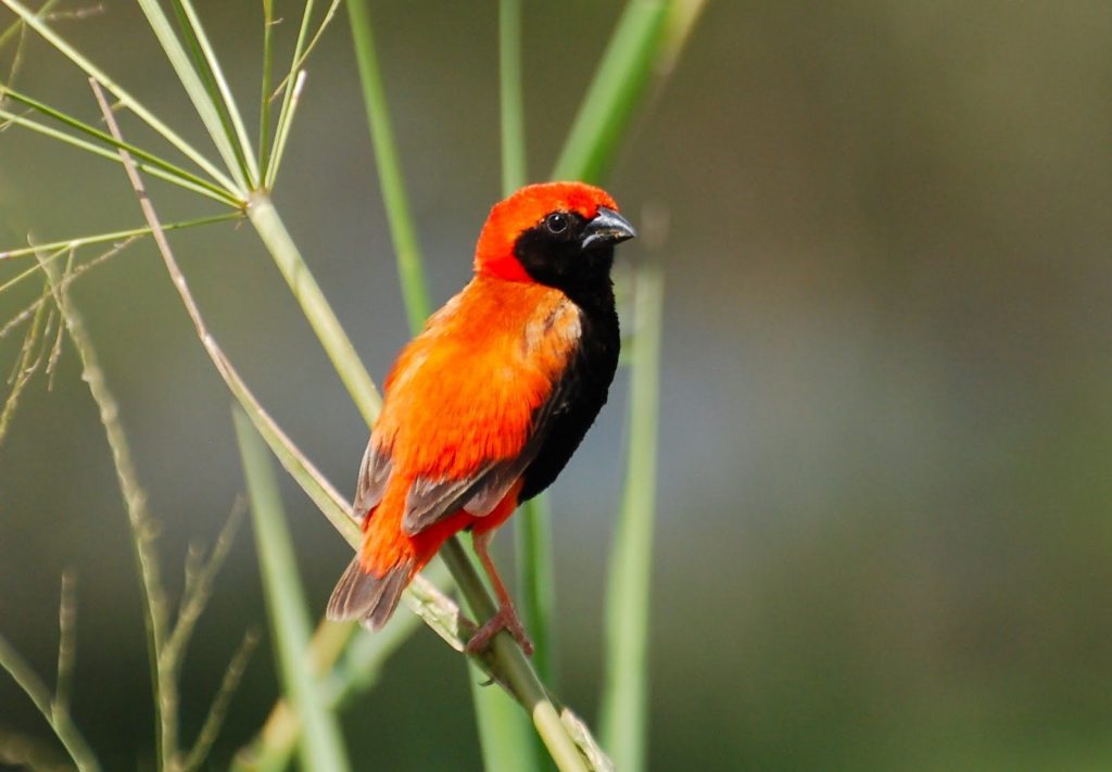 Zanzibar Red Bishop