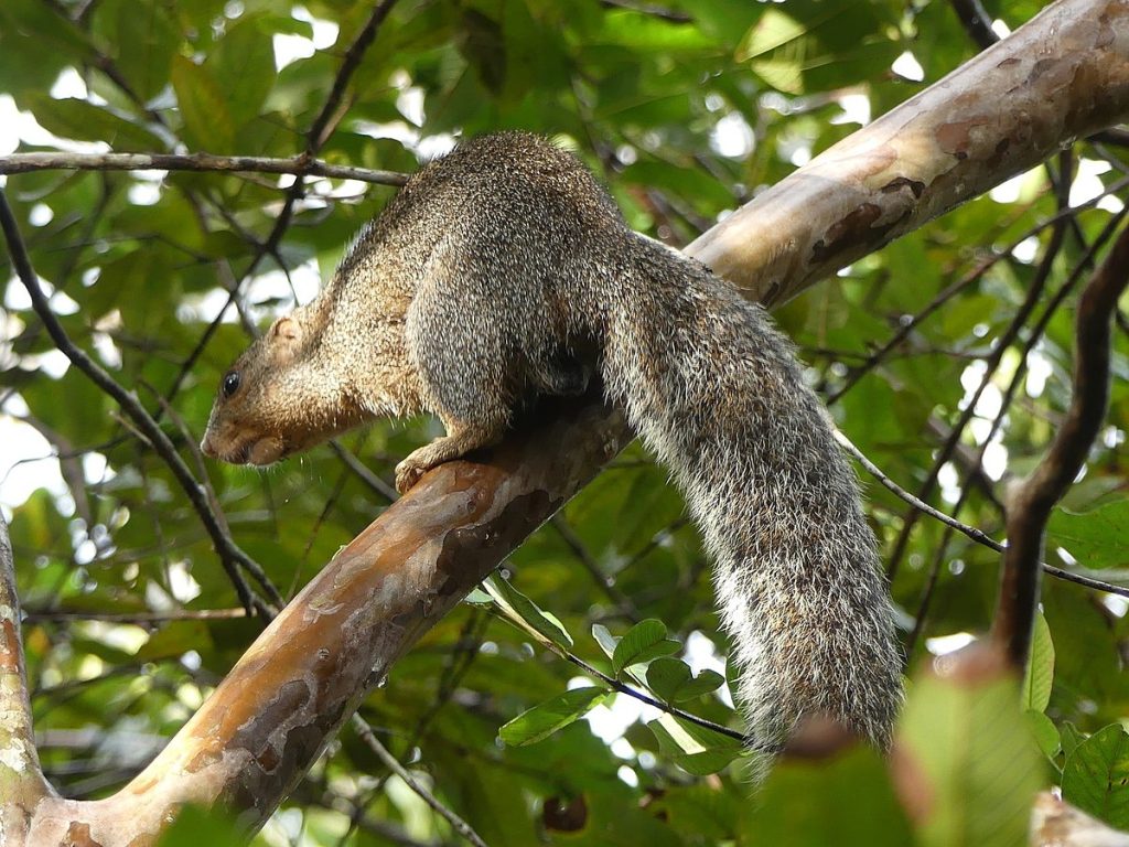 Zanzibar Sun Squirrel