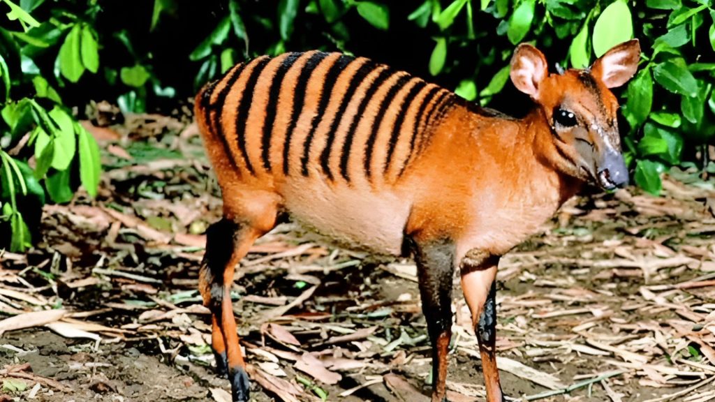 Zebra Duiker