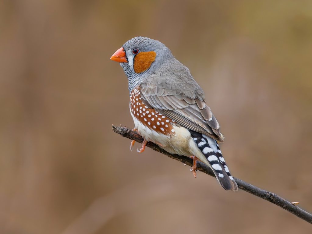 Zebra Finch