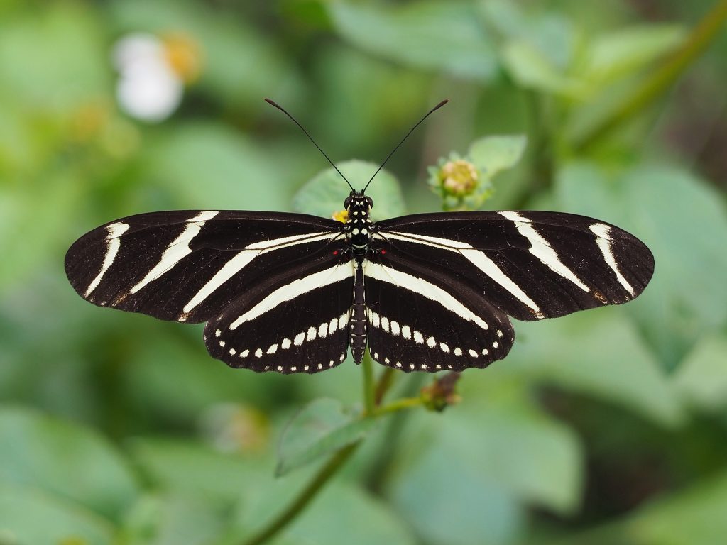 Zebra-Longwing-Butterfly