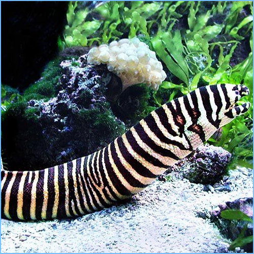 Zebra Moray Eel