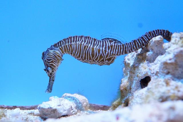 Zebra Seahorse