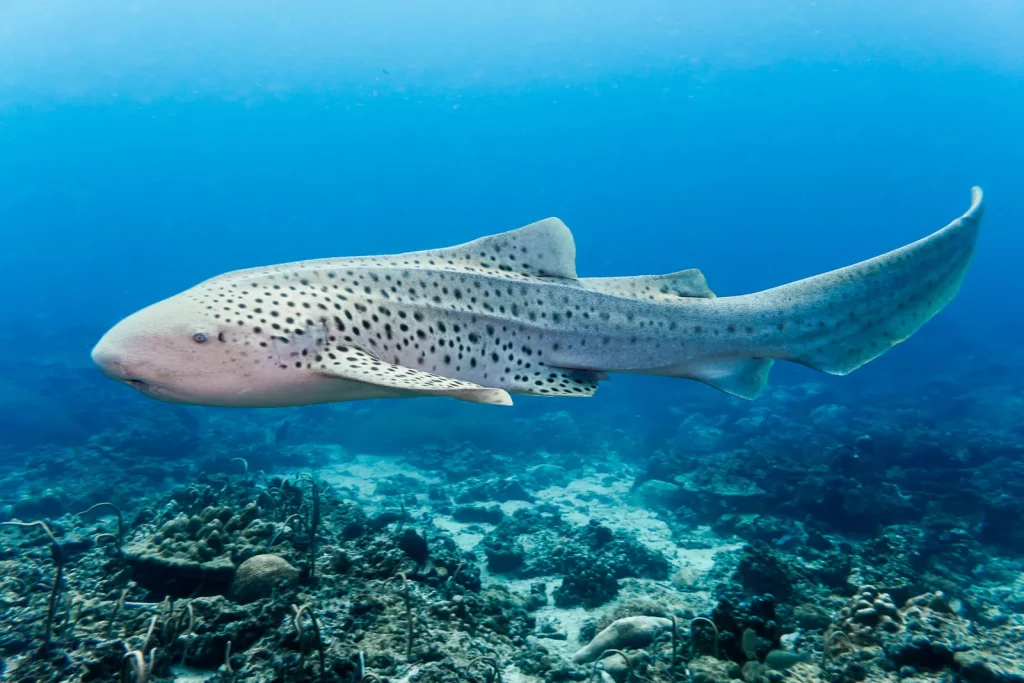 Zebra Shark