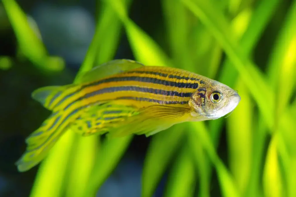 Zebrafish