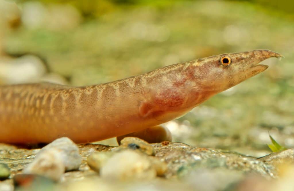 Zigzag Eel