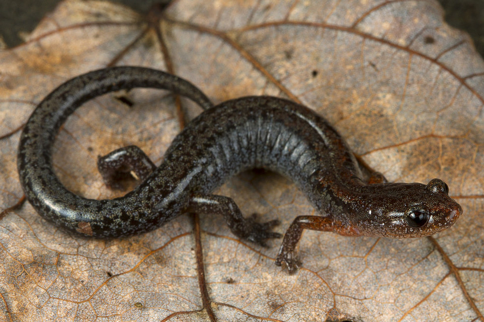 Zigzag Salamander