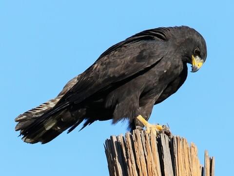 Zone-Tailed Hawk