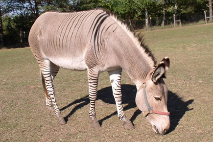 Zonkey