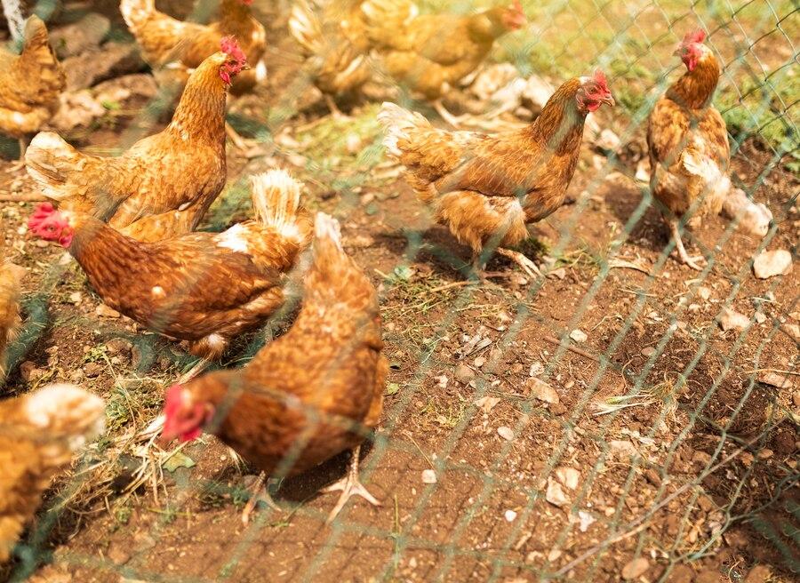 brown chickens behind a wire fence