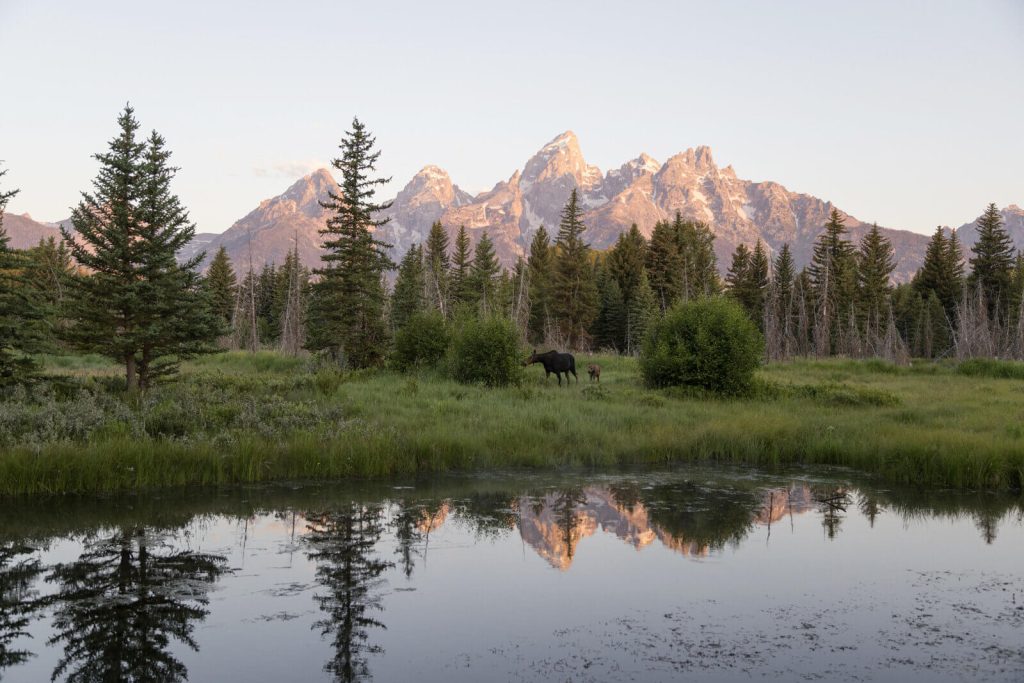 Jackson Hole Wildlife Park, USA