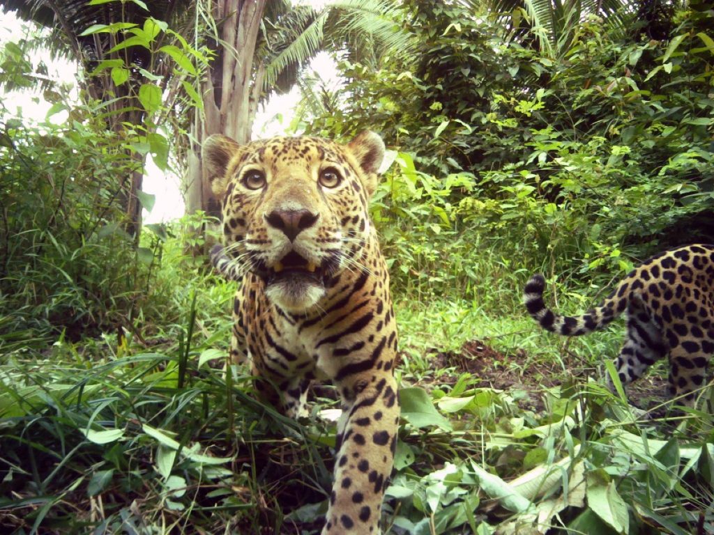 Jaguar Reserve, Belize