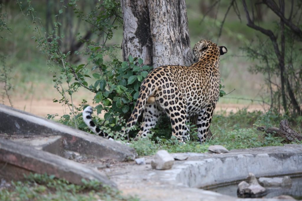 Jhalana Nature Reserve, India