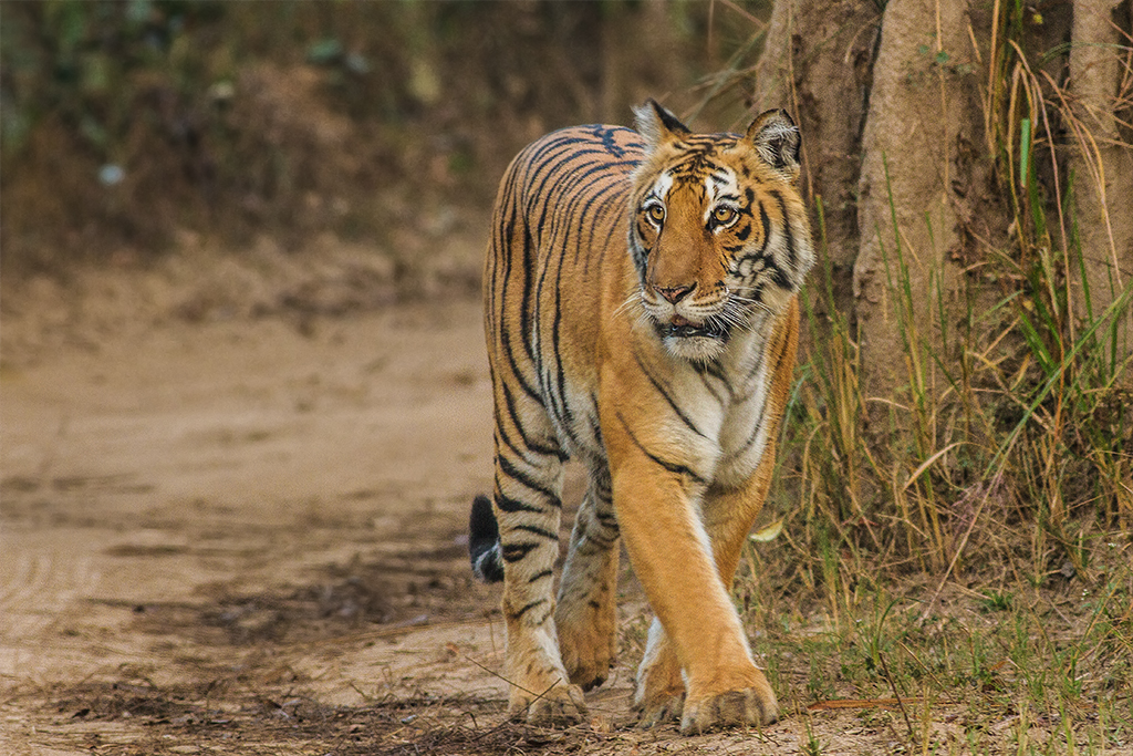 Jim Corbett National Park, India