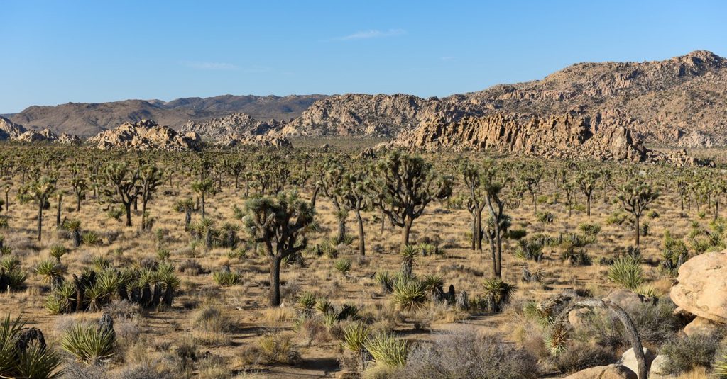 Joshua Tree National Park, USA