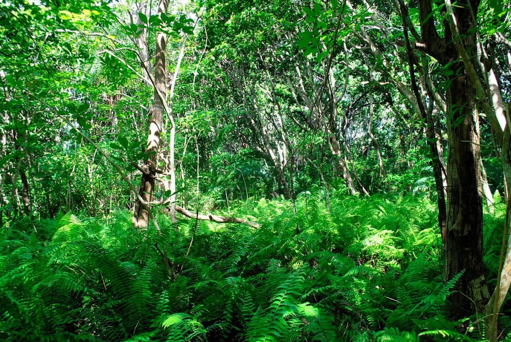 Jozani Chwaka Bay National Park, Tanzania