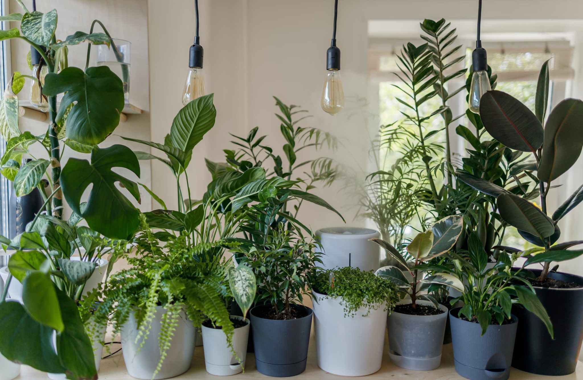 Growing Green: The Student Guide to Dorm Room Gardening