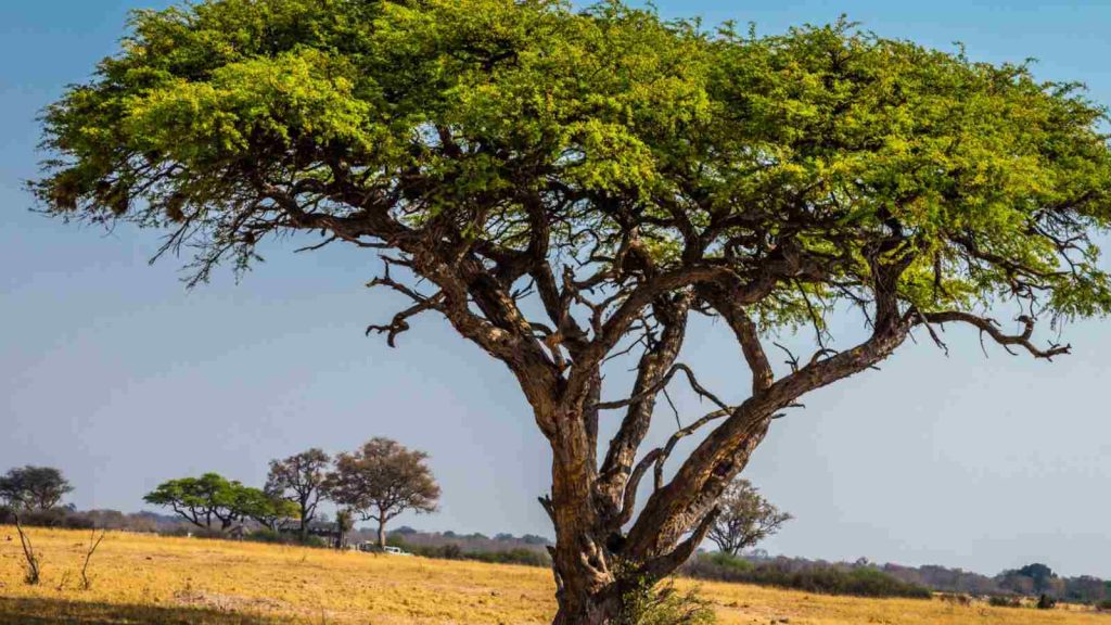 Acacia Tree