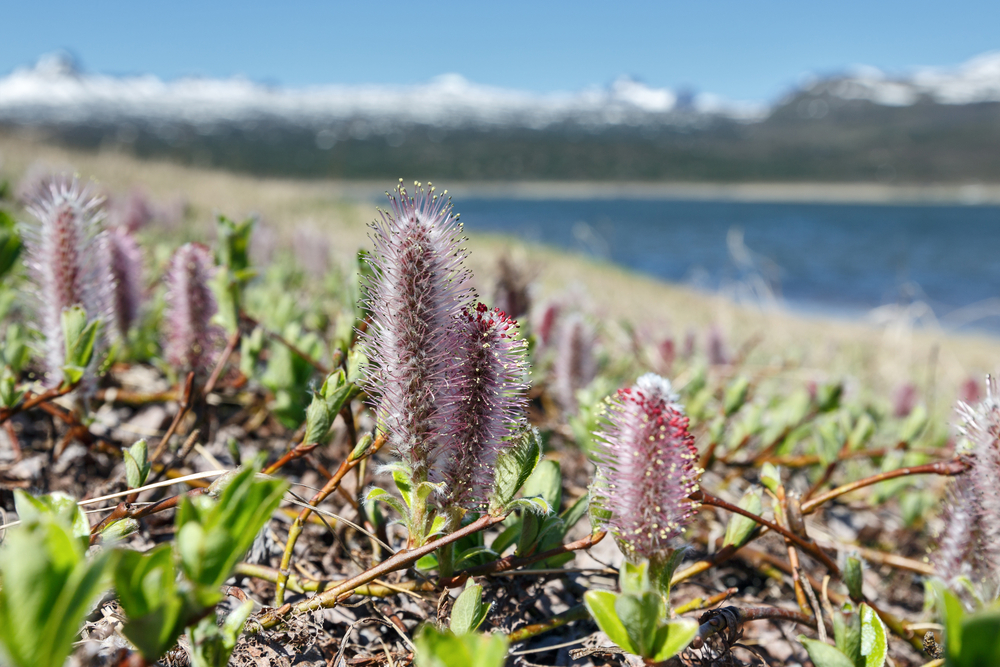 Arctic Willow