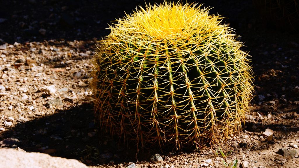 Barrel Cactus