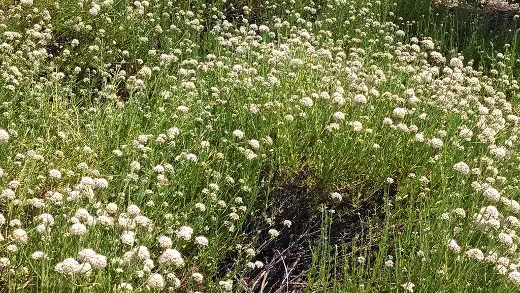 California Buckwheat