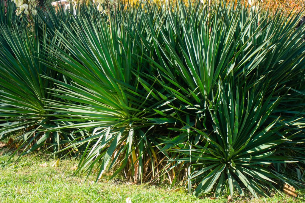 Common Yucca