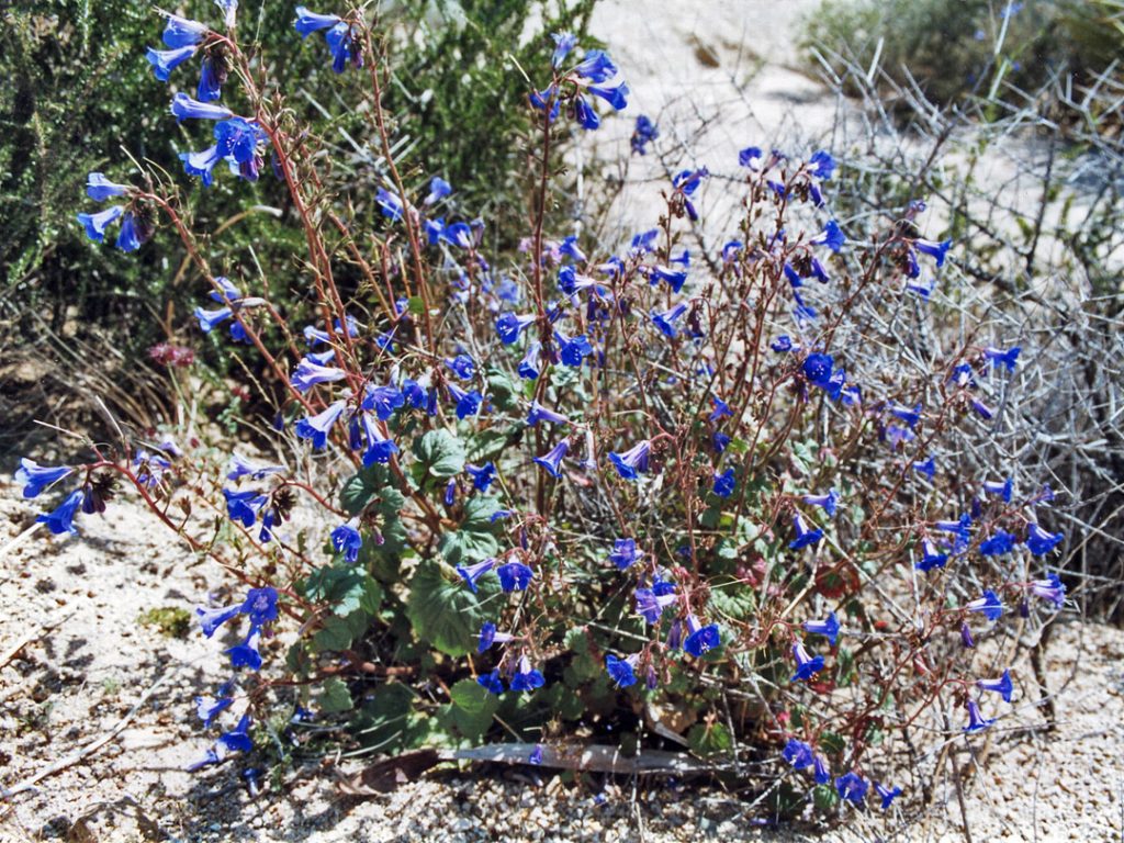 Desert Bluebells