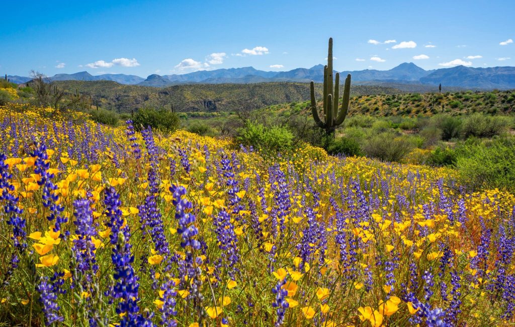 Desert Lupine