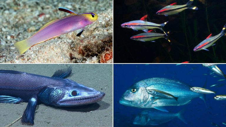 70 Diverse Marine Species Beginning with D