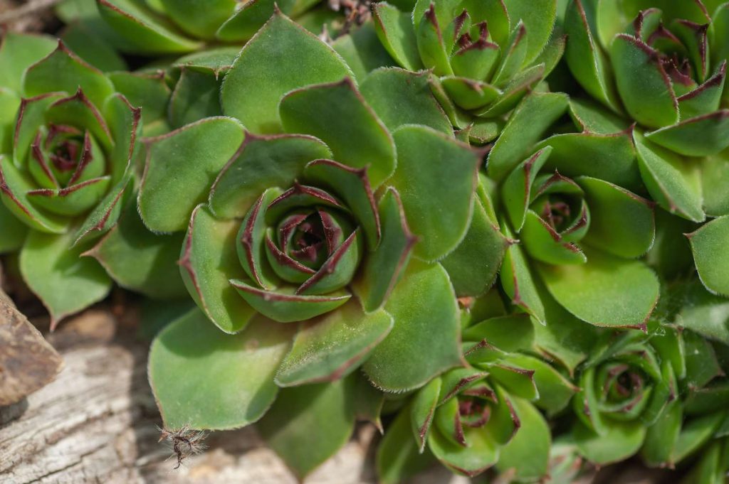 Hens and Chicks