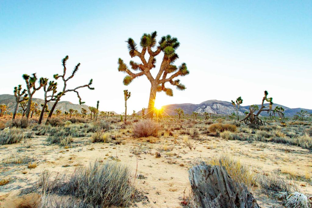 Joshua Tree