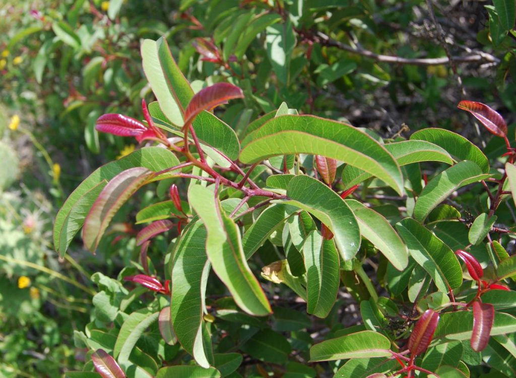 Laurel Sumac