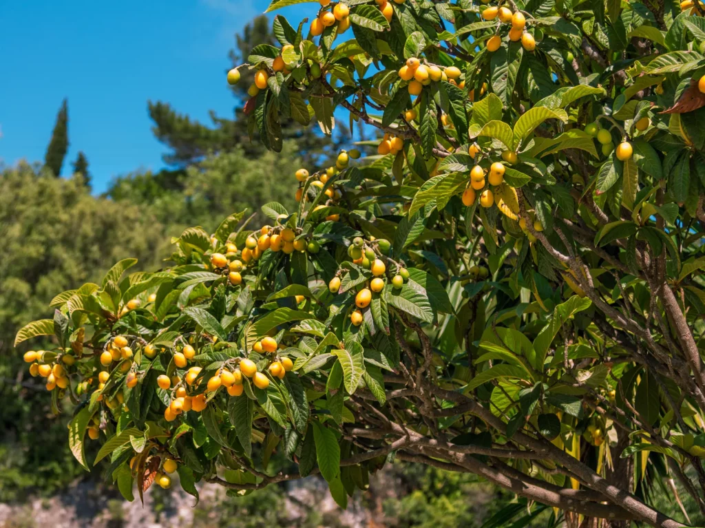 Loquats