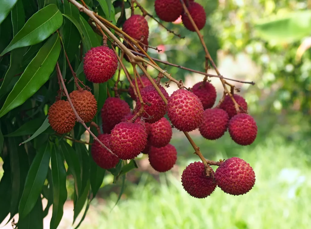 Lychee