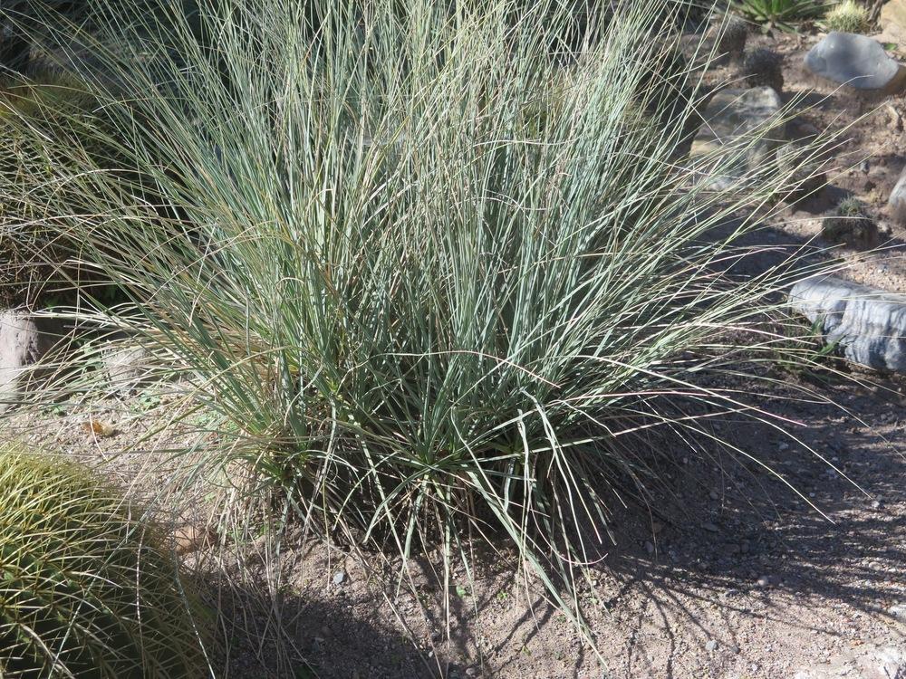 Mexican Boulder Plant