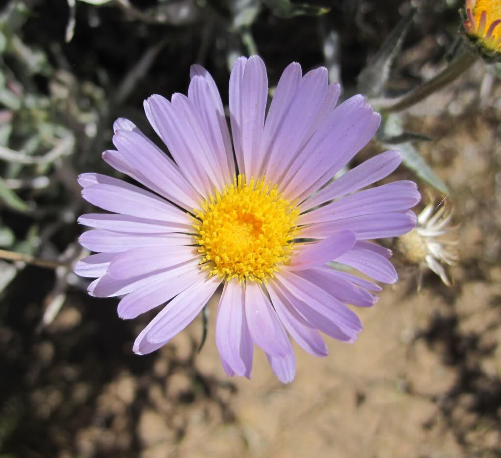 Mojave Aster