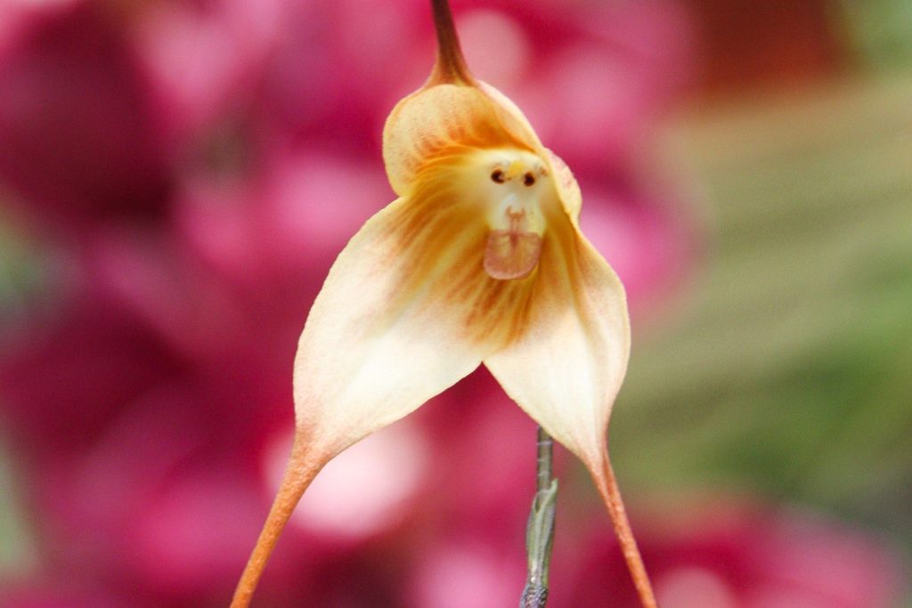 Monkeyflowers