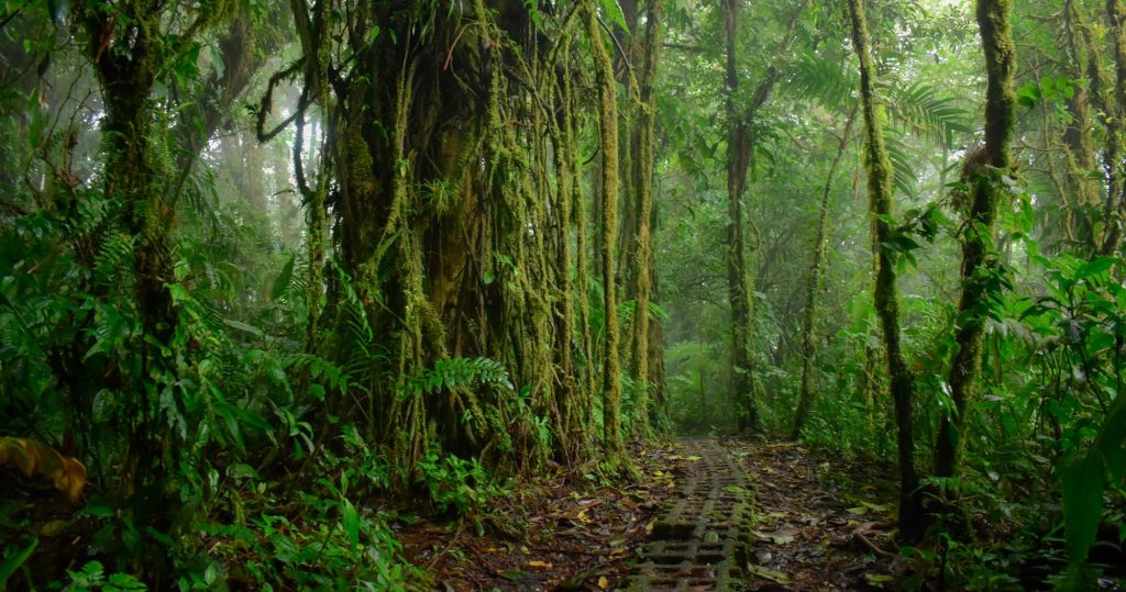 Monteverde Cloud Forest, Costa Rica