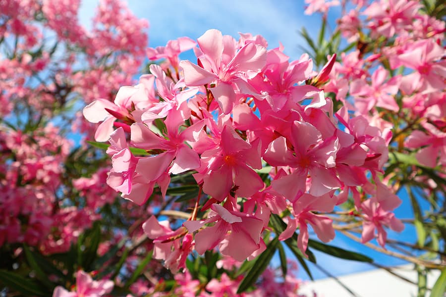 Oleander