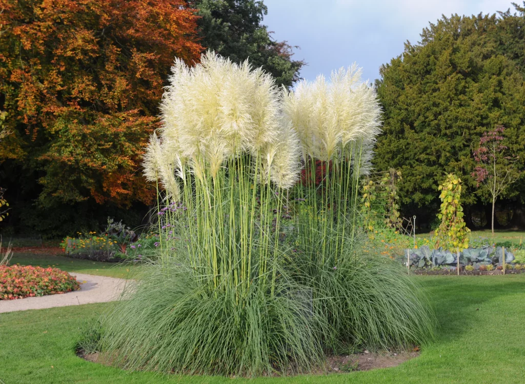 Pampas grass