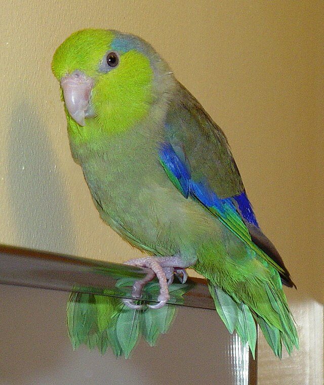 Parrotlet