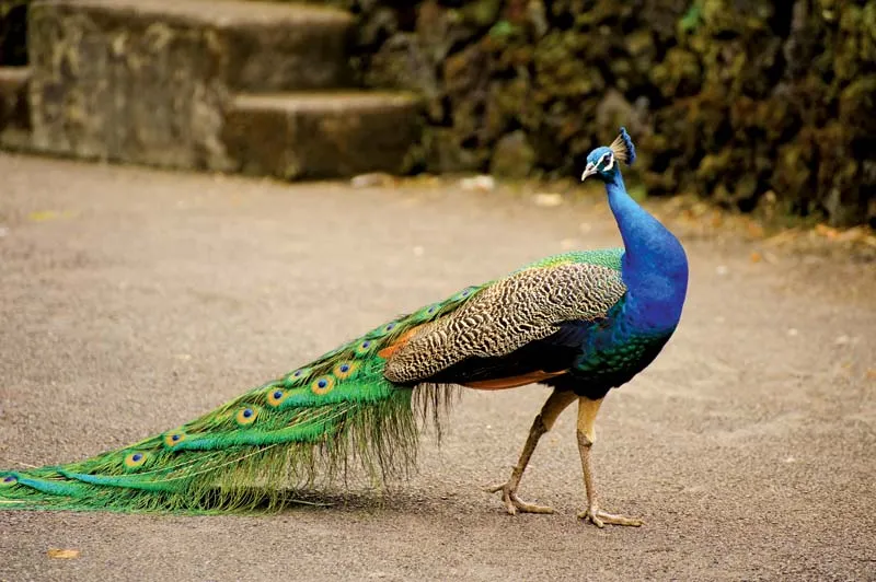 Peacock