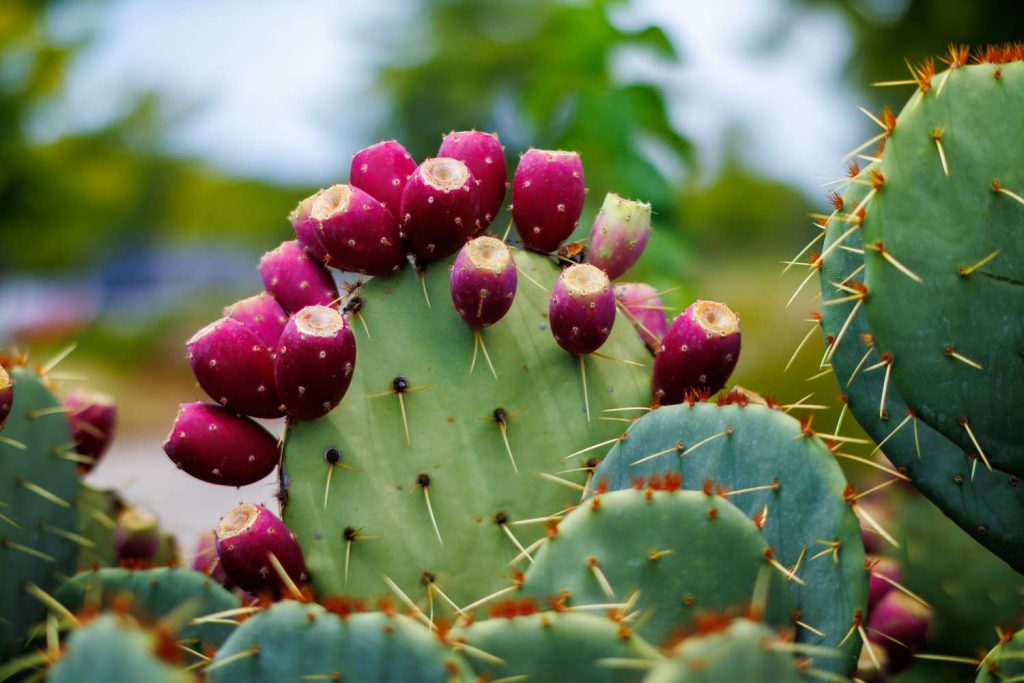 Prickly Pear