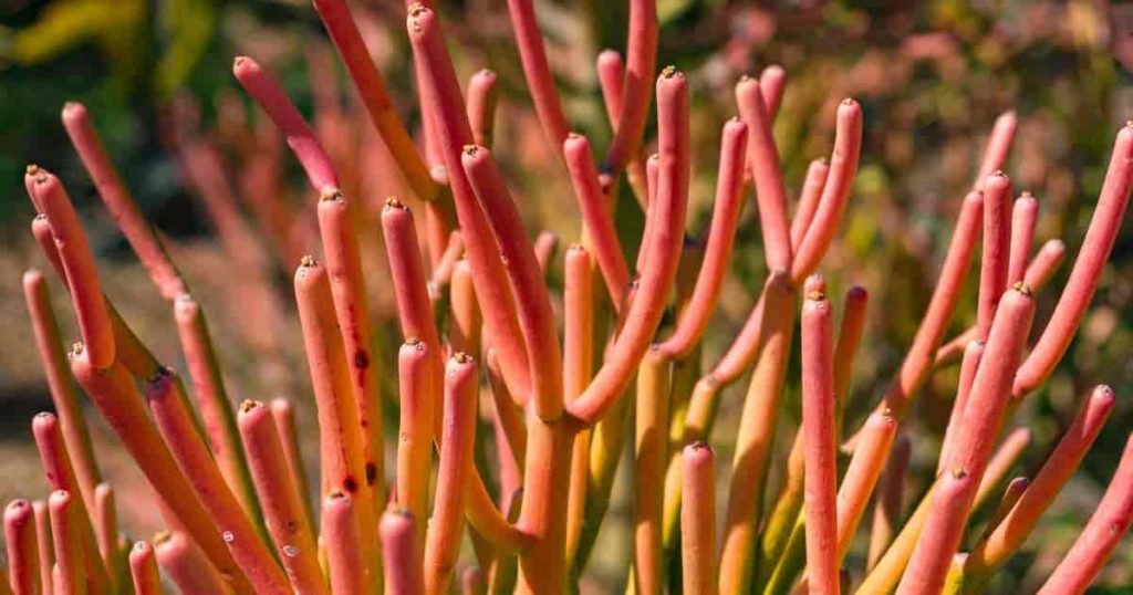 Red Pencil Tree