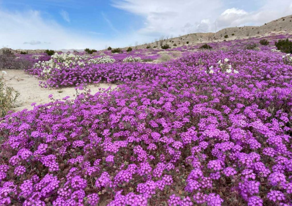 Sand Verbena