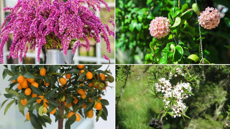 50 Stunning Plants That Start with K for Your Garden