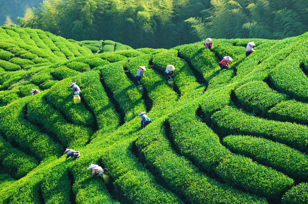 Tea Plant