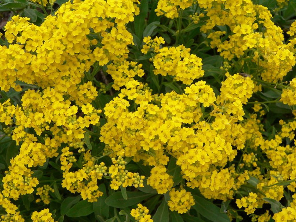 Yellow Alyssum